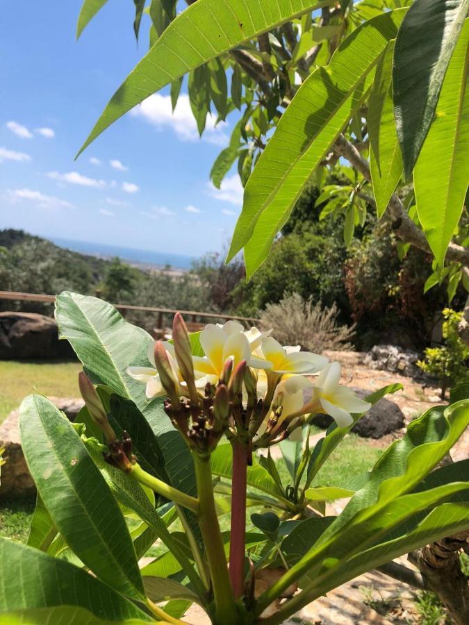 Bed and Breakfast Above The Sea Ein Hod Exterior foto