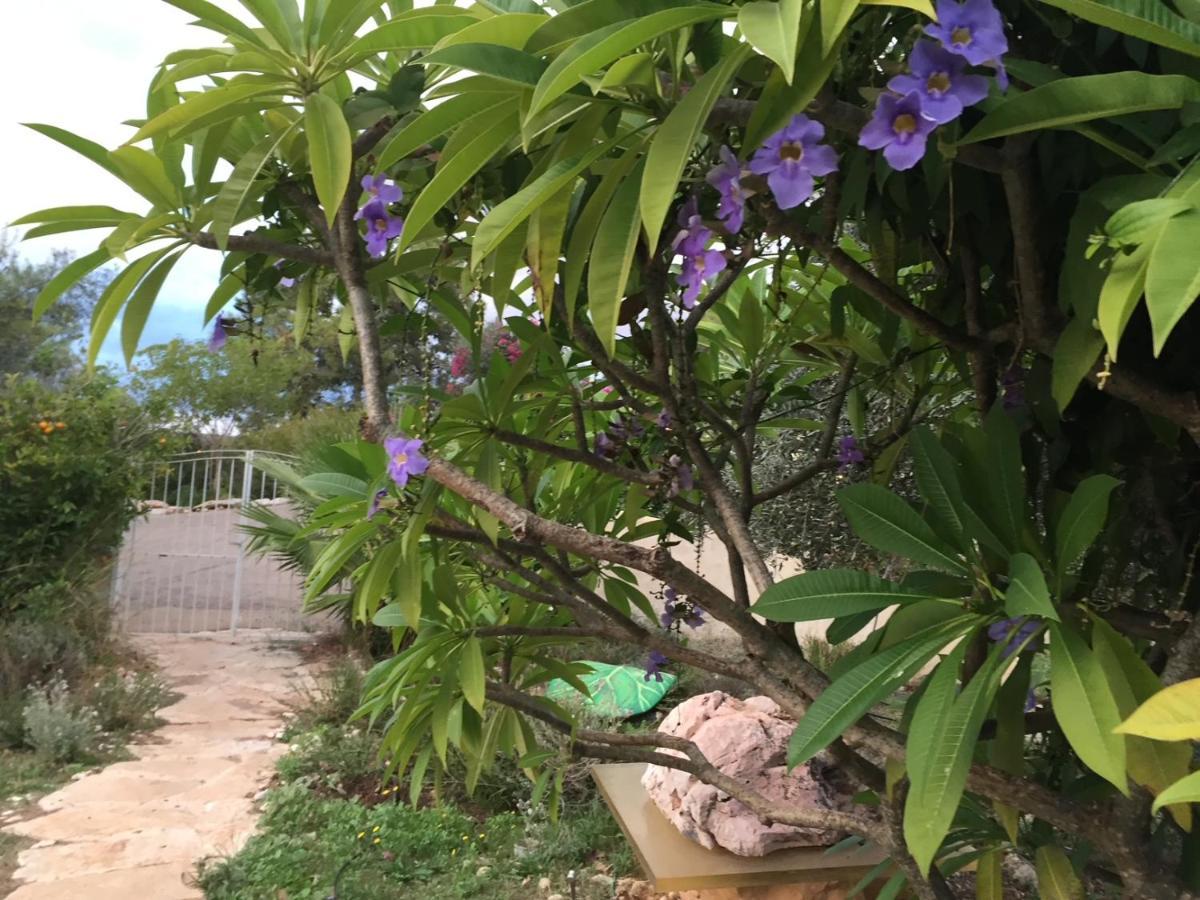 Bed and Breakfast Above The Sea Ein Hod Exterior foto