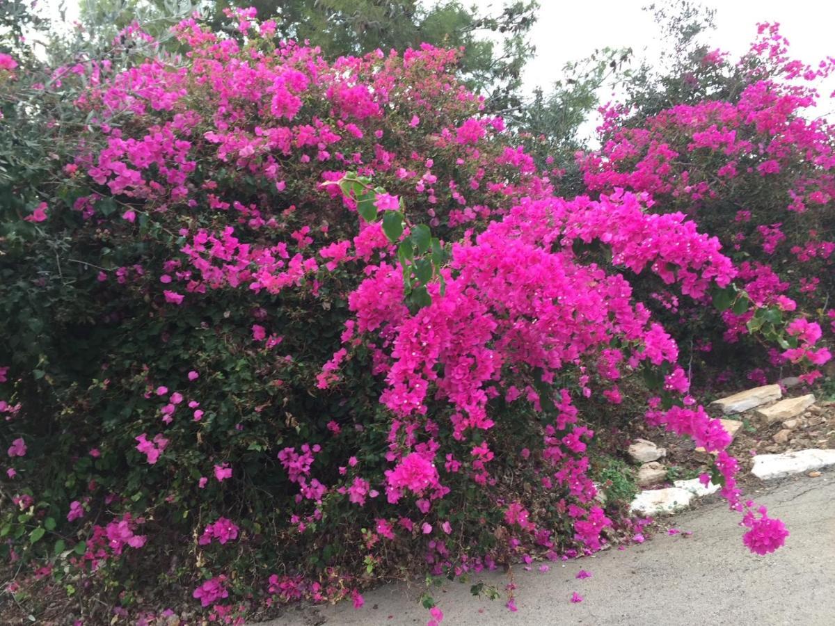 Bed and Breakfast Above The Sea Ein Hod Exterior foto